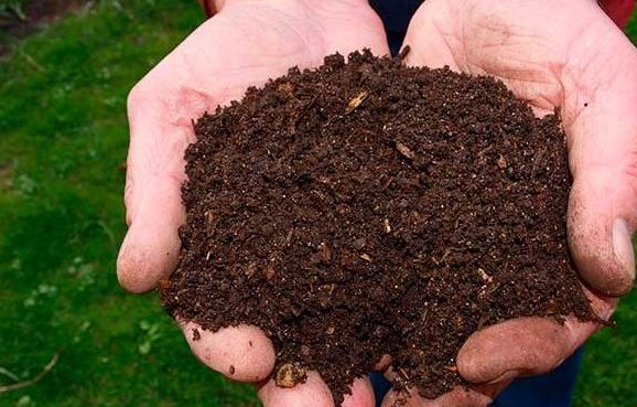 Como realizar tu propio compost rápido y eficientemente Perú