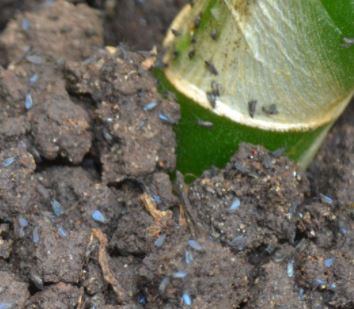 Evitar los mosquitos en el compost