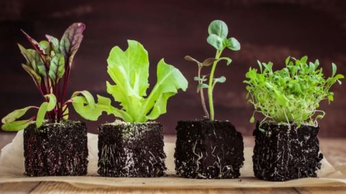 Germinación de semillas y producción de plantines