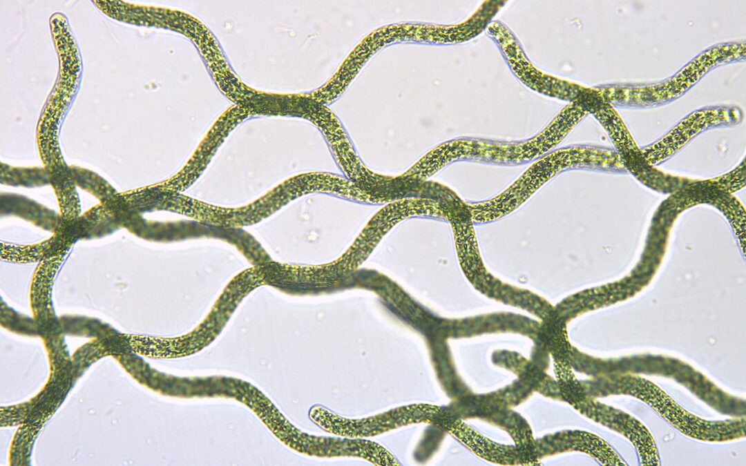 ¿Qué es la espirulina?