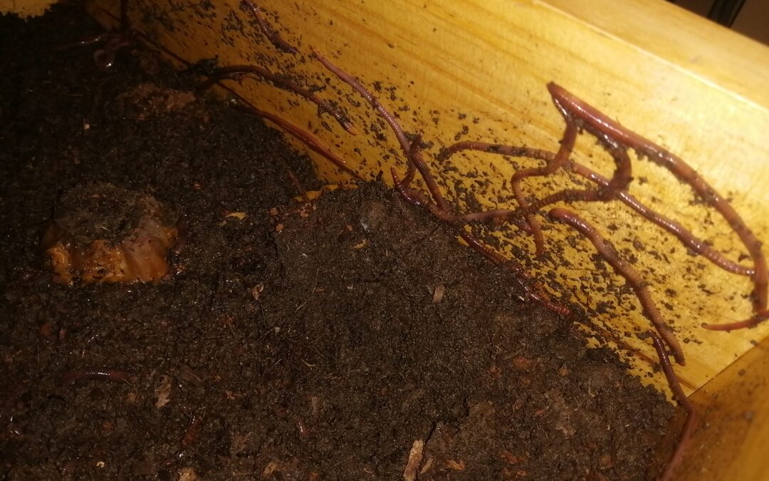 Por qué las lombrices se quieren escapar de la vermicompostera
