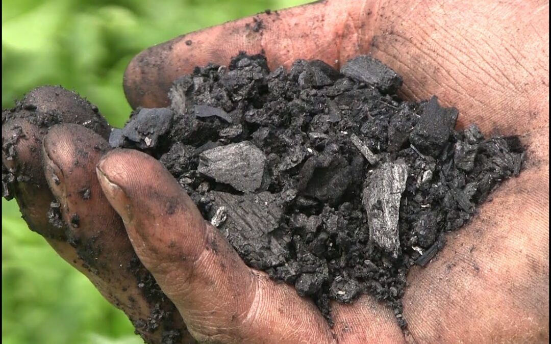 Biochar o carbón vegetal para el huerto Perú