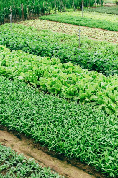 Estrategia de agricultura urbana biointesiva, muy densa por m2