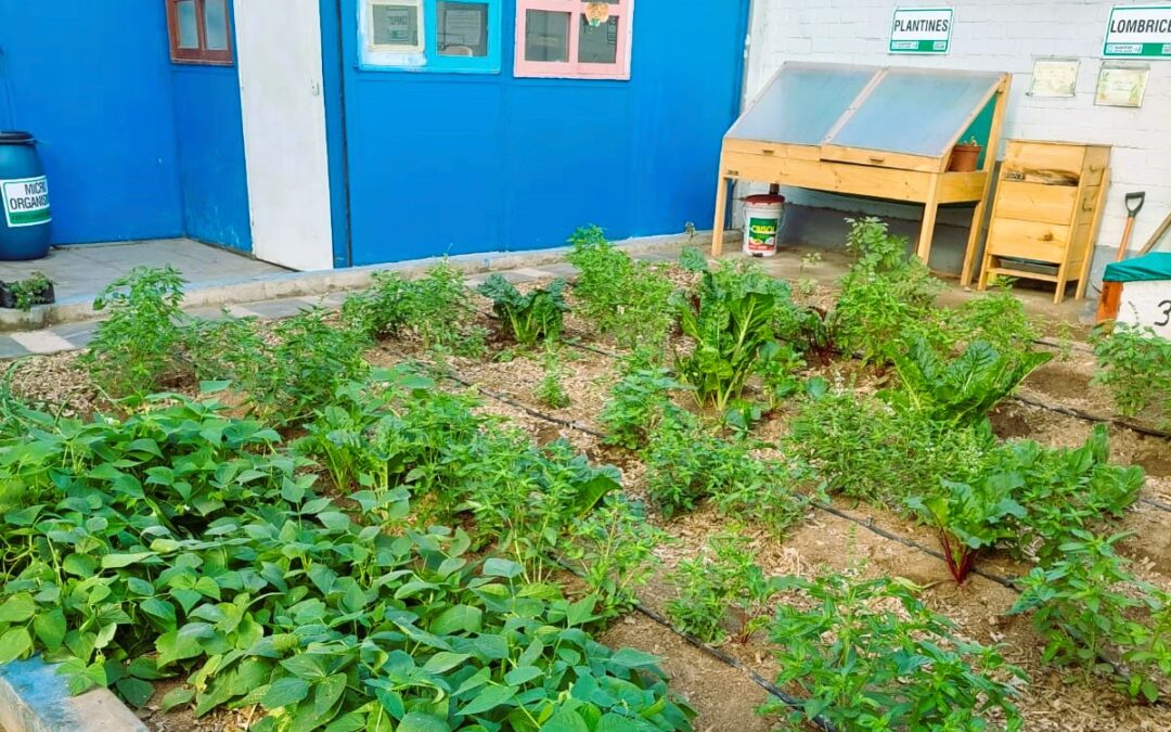 Huerto Colegio Fernando Belaunde Terry – Callao