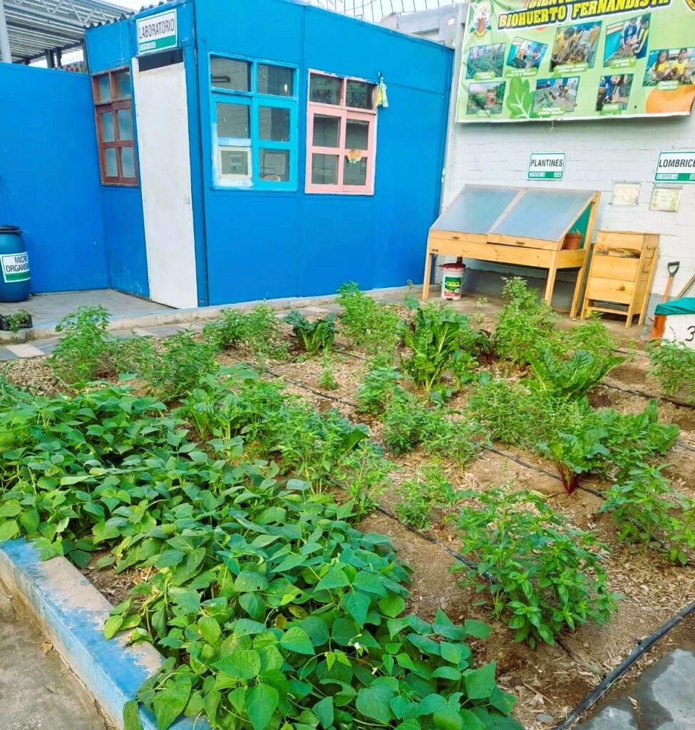 Colegio Fernando Belaunde Huerto 1