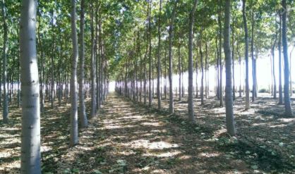 Cultivo de árboles, un negocio rentable