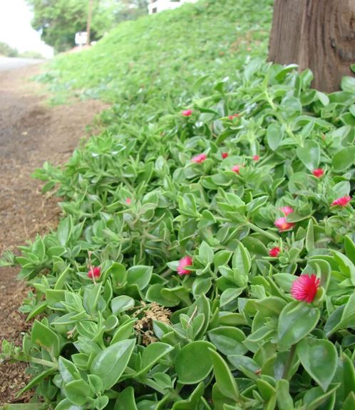 Excelente alternativa como Cubresuelos: Aptenias Cordifolias