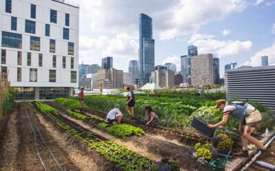 ¿Qué es la agricultura urbana y cómo puede contribuir a ciudades más sostenibles?