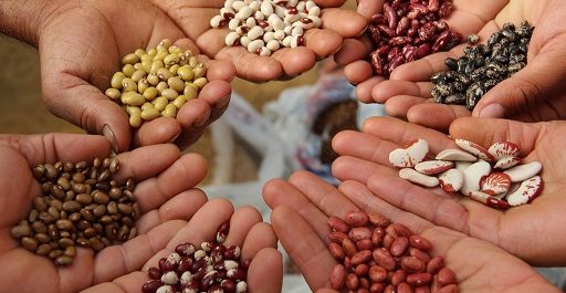 El Poder de las Semillas: Cómo Elegir las Mejores para Tener una Huerta Increíble