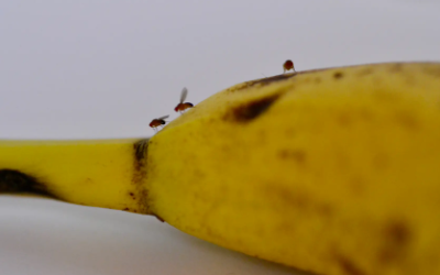Como eliminar la mosca de la fruta en el compostaje casero