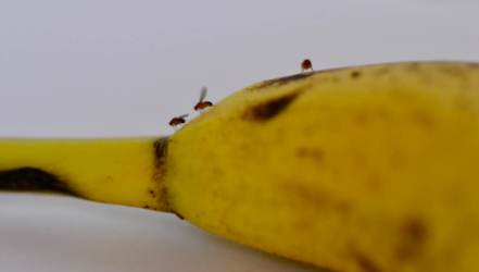 Como eliminar la mosca de la fruta en el compostaje casero
